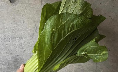 自然栽培野菜